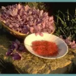 Crocus sativus &lsquo;Safran&rsquo; /100 8-9cm