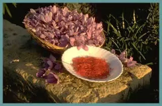 Crocus sativus &lsquo;Safran&rsquo; /100 8-9cm