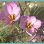 Crocus sativus &lsquo;Safran&rsquo; /100 8-9cm — Crocus