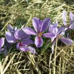 Crocus sativus &lsquo;Safran&rsquo; /100 8-9cm — sativus