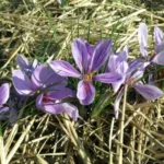 Crocus sativus &lsquo;Safran&rsquo; /100 8-9cm — photo 3