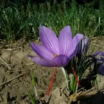 Crocus sativus &lsquo;Safran&rsquo; /100 8-9cm — SAFRAN