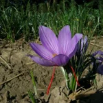 Crocus sativus &lsquo;Safran&rsquo; /100 8-9cm — photo 4