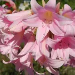 Amaryllis belladonna type /50 prix départ pép.