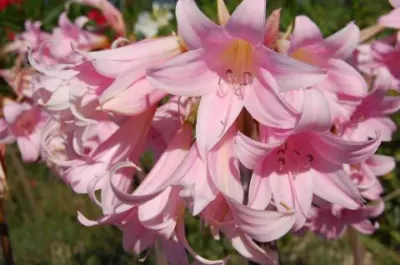 Amaryllis belladonna type /50 prix départ pép.