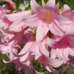 Amaryllis belladonna type /50 prix départ pép.
