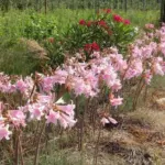 Amaryllis belladonna type /50 prix départ pép. — Amaryllis belladonna
