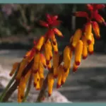 Lachenalia aloides ‘Pearsonii’ — photo 3