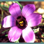 Romulea atandra
