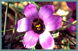 Romulea atandra