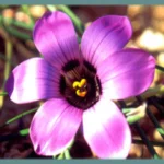 Romulea atandra