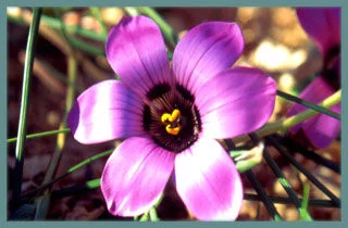 Romulea atandra