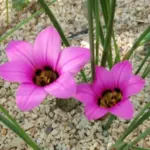 Romulea atandra — Romulea