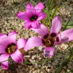 Romulea atandra — atandra
