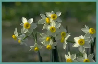 Narcissus tazetta italicus (/50)
