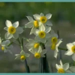 Narcissus tazetta italicus (/50)