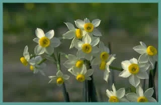 Narcissus tazetta italicus (/50)