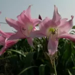 Crinum powellii x /100