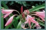 Crinum powellii x /100 — Crinum