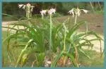 Crinum powellii x /100 — powellii