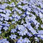 Ipheion pelegrinans ‘Rolf Fiedler’ (/100)