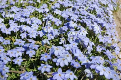 Ipheion pelegrinans &lsquo;Rolf Fiedler&rsquo; (/100)
