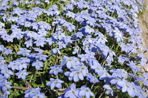 Ipheion pelegrinans ‘Rolf Fiedler’ (/100)