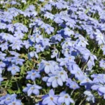 Ipheion pelegrinans &lsquo;Rolf Fiedler&rsquo; (/100)
