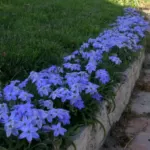 Ipheion pelegrinans ‘Rolf Fiedler’ (/100) — Ipheion