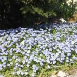 Ipheion pelegrinans ‘Rolf Fiedler’ (/100) — pelegrinans
