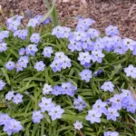 Ipheion pelegrinans &lsquo;Rolf Fiedler&rsquo; (/100) — photo 4