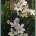 Freesia alba (GraInes)