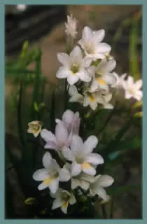 Freesia alba (GraInes)