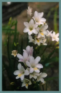 Freesia alba (GraInes)