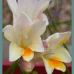 Freesia alba (GraInes) — photo 2