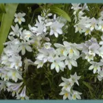 Freesia alba (GraInes) — photo 3