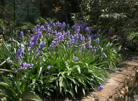 Hyacinthoides hispanica ‘Spanish Bluebell’ /100