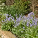 Hyacinthoides hispanica ‘Spanish Bluebell’ /100 — Hyacinthoides