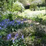 Hyacinthoides hispanica ‘Spanish Bluebell’ /100 — SCILLA