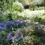 Hyacinthoides hispanica &lsquo;Spanish Bluebell&rsquo; /100 — photo 4