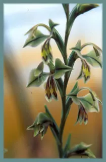 Gladiolus orchidiflorus x involutus