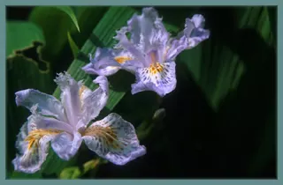 Iris wattii