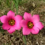 Romulea subfistulosa