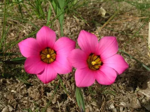 Romulea subfistulosa