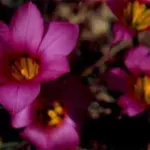 Romulea subfistulosa — Romulea
