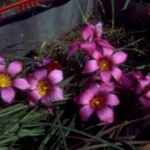 Romulea subfistulosa — subfistulosa