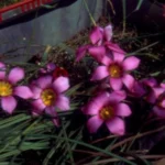 Romulea subfistulosa — photo 3