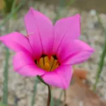 Romulea subfistulosa — photo 4