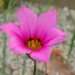 Romulea subfistulosa — photo 4