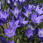 Triteleia laxa /100b